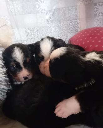 Cuccioli di bovaro del bernese