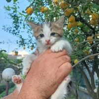 Gattino gratis maschio Caserta Campania