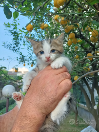 Gattino gratis maschio Caserta Campania