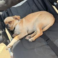 Chihuahua