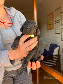 Cuccioli di barbone nano nero