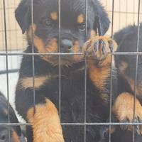 Cuccioli Rottweiler pedigree