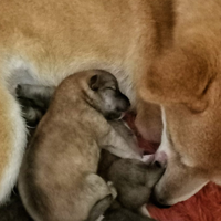 Shiba con PEDIGREE