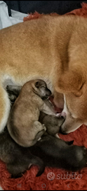 Shiba con PEDIGREE