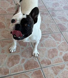 Bulldog francese maschio