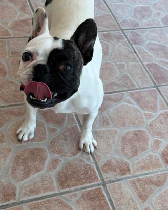 Bulldog francese maschio