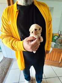 Maltipoo
