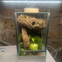 Terrario 20x20x40 bioattivo