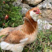 Galline araucana