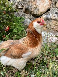 Galline araucana
