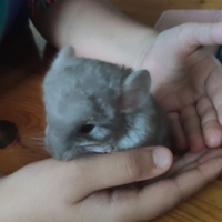 Cuccioli di cincillà