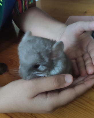 Cuccioli di cincillà