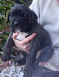 Cuccioli cane corso