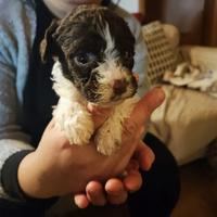 Addestro cani alla cerca del tartufo