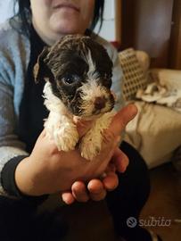 Addestro cani alla cerca del tartufo