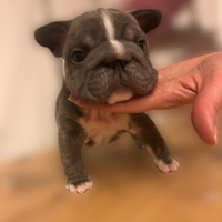 Bulldog francese
