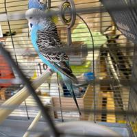 Vendita cocorite+gabbia+alimentazione