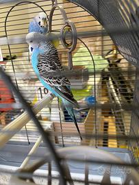 Vendita cocorite+gabbia+alimentazione