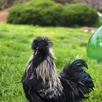 Galli di moroseta colorazione nera collo argento