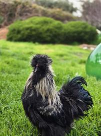Galli di moroseta colorazione nera collo argento