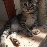 Gattini