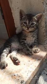 Gattini