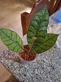 hoya piantina 