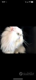 Gatto persiano chinchilla