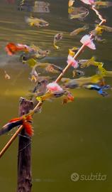Guppy