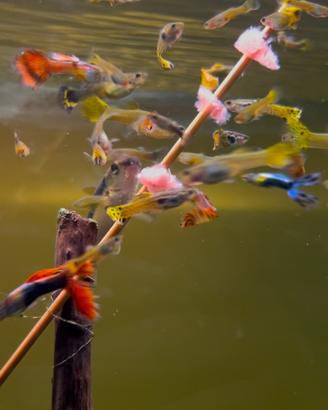 Guppy