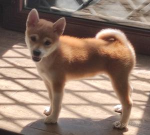 Shiba inu femmina ipertica giapponese