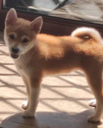 Shiba inu femmina ipertica giapponese