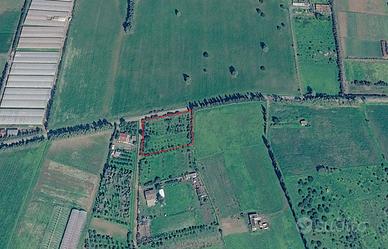 Terreno agricolo piantumato