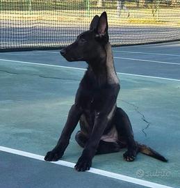 Cuccioli di Pastore Belga Malinois charbonne