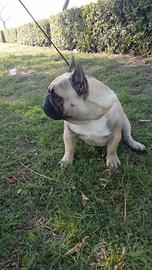 Bouledogue francese