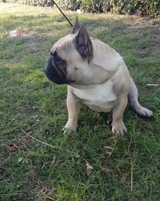 Bouledogue francese