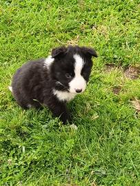Border collie