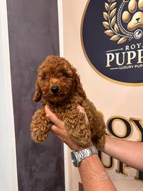 Cucciolata barboncini M e F promo subito pronti
