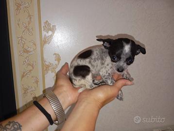 Chihuahua