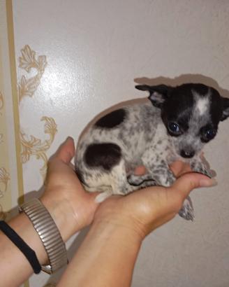 Chihuahua