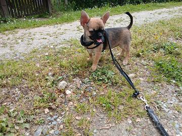 Chihuahua cucciola femmina con pedigree