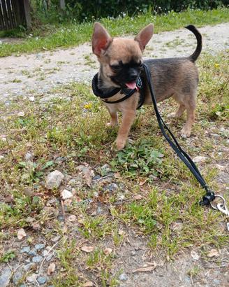 Chihuahua cucciola femmina con pedigree