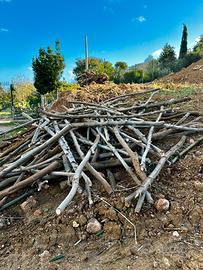 Legna di Ulivo