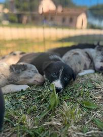 Cuccioli border collie