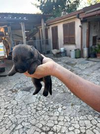 Vendita cuccioli pastore tedesco