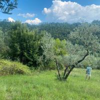 Terreno agricolo con ulivi