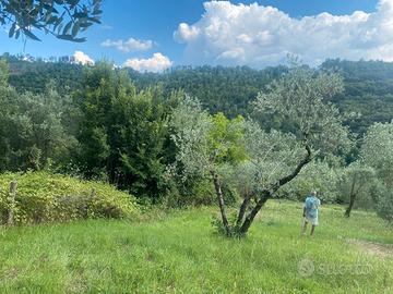 Terreno agricolo con ulivi
