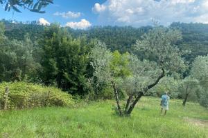 Terreno agricolo con ulivi