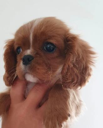 Cavalier king