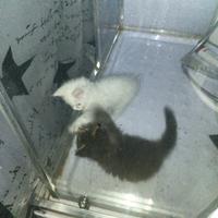 Cuccioli di maine coon